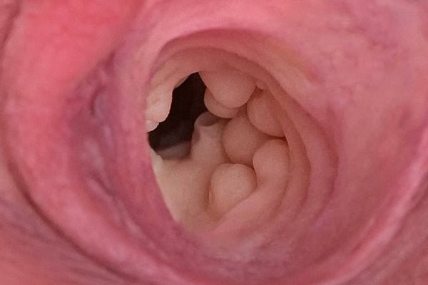 Venus I – Silicone Torso - Sex Doll - Naughty by Nature Adult Store